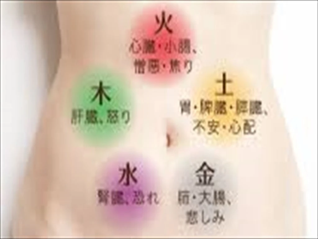 内臓と健康の関係