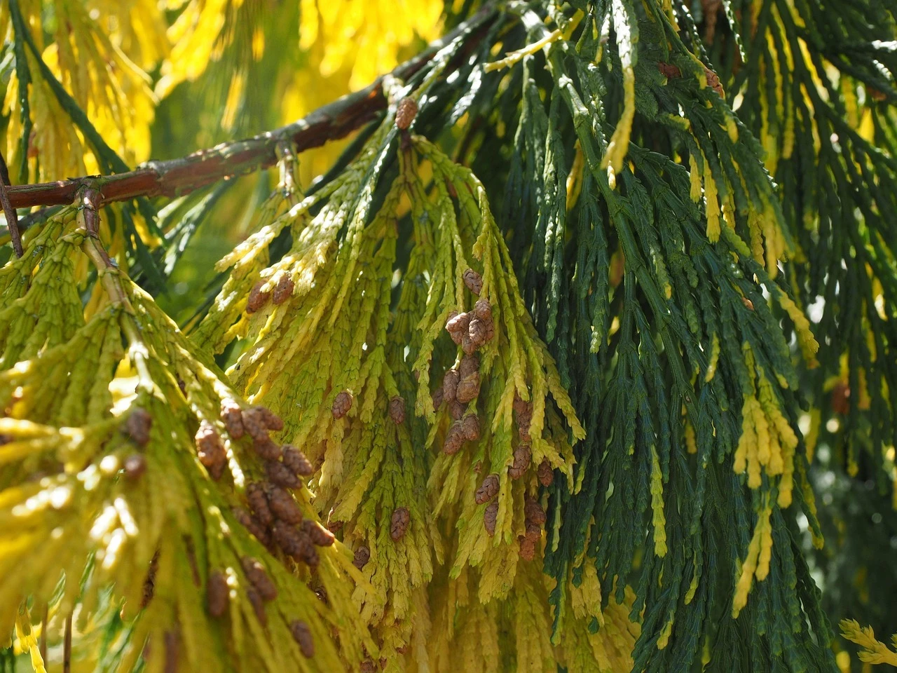 耳つぼ治療で花粉症や胃腸の不調を解消！今年の健康、LightHouseで始めましょう！