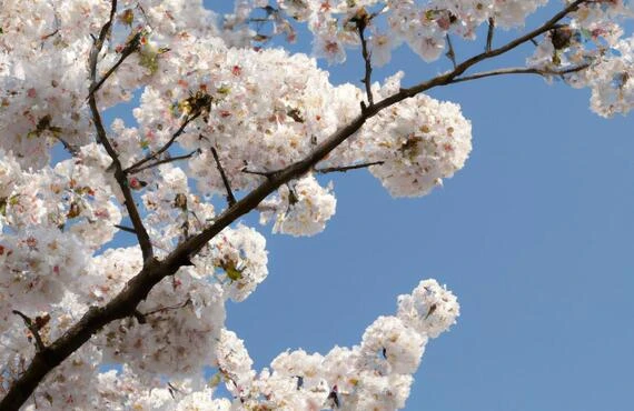 春の訪れと共に身体の調子を整えよう！